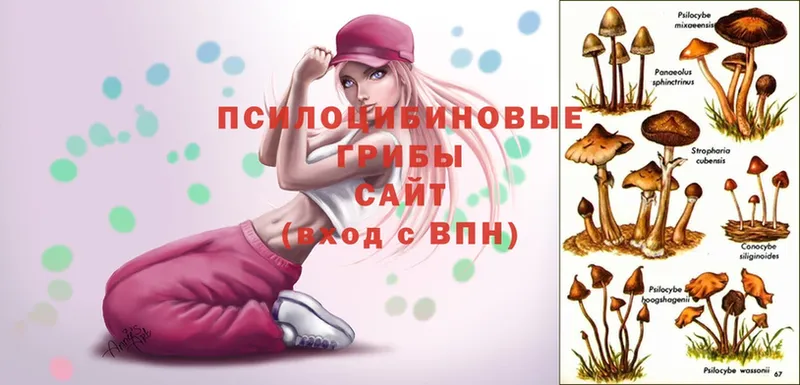 Псилоцибиновые грибы Cubensis  как найти закладки  OMG сайт  Козельск 